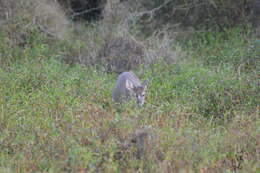 Image de Daguet gris