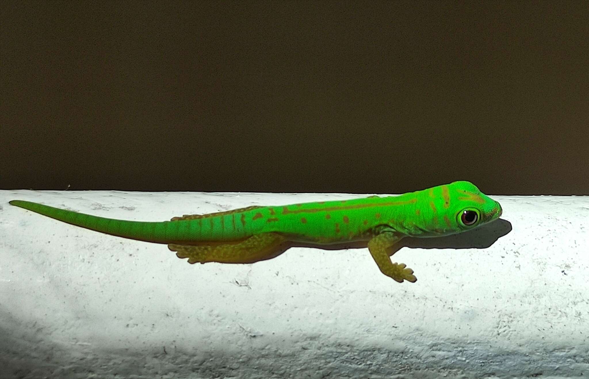 Imagem de Phelsuma astriata semicarinata Cheke 1982