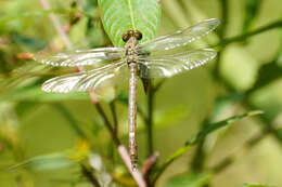 Imagem de Progomphus clendoni Calvert 1905