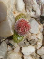Image of Diplosoma luckhoffii (L. Bol.) Schwant.