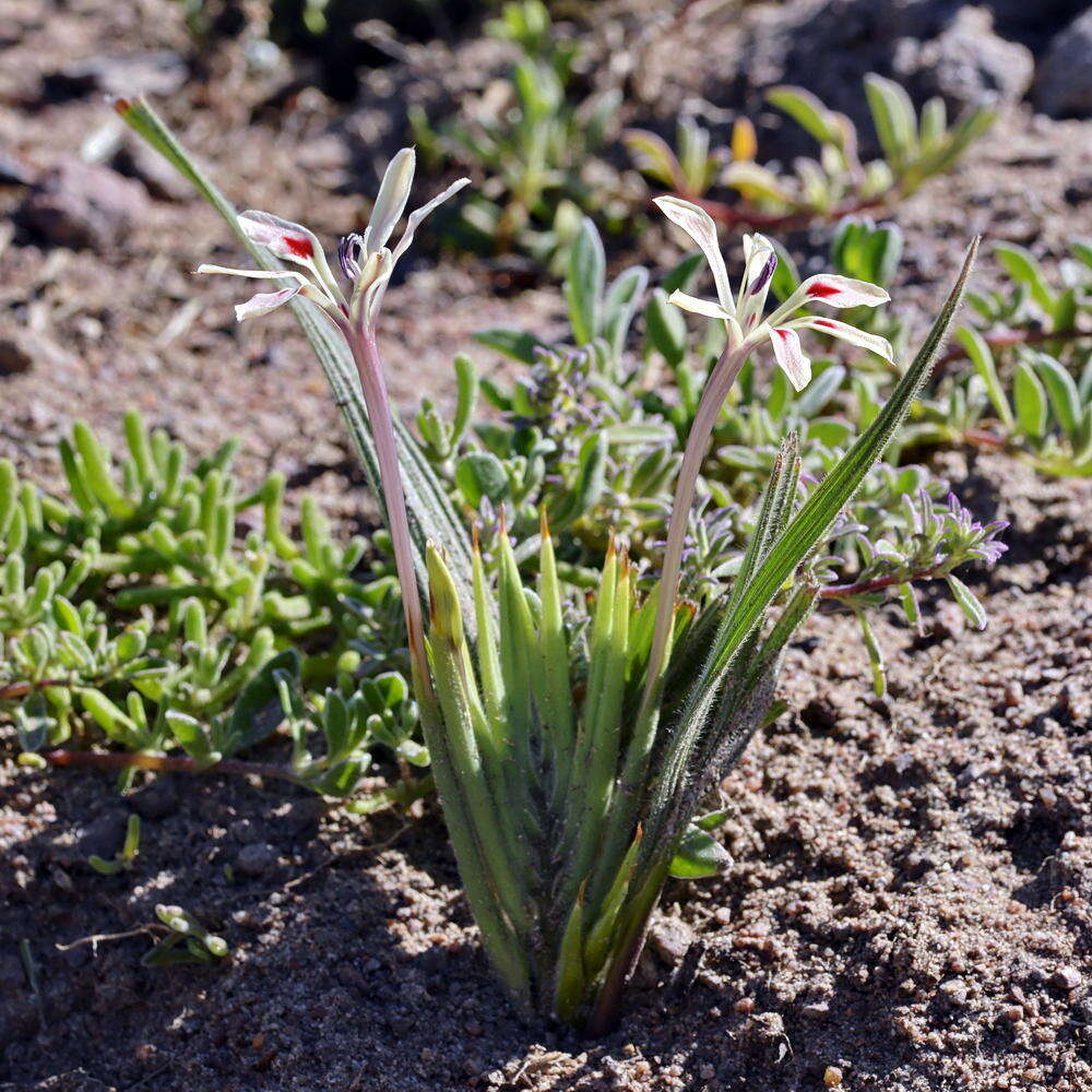 Babiana tubulosa (Burm. fil.) Ker Gawl. resmi