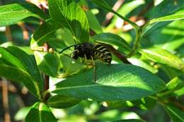 Image of Dolichovespula alpicola Eck 1984