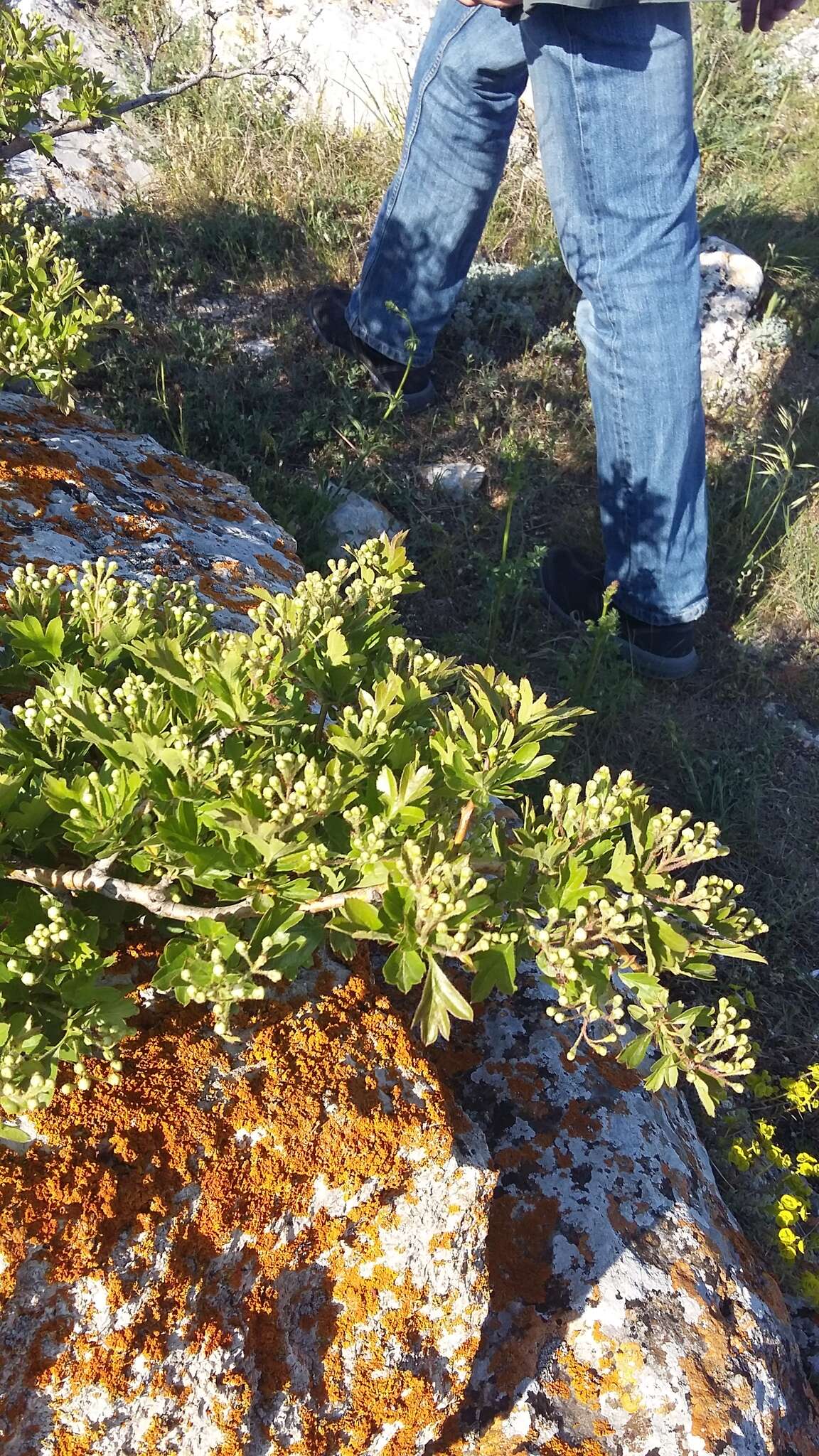 Image of Crataegus sphaenophylla Pojark.