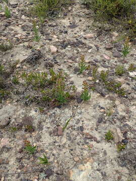 Image of Brachycorythis mac-owaniana Rchb. fil.