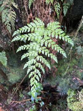 Image of Santa Cruz Island Holly Fern