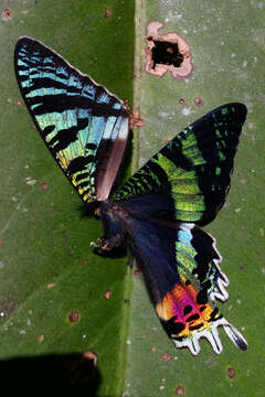 Image of Madagascan Sunset Moth