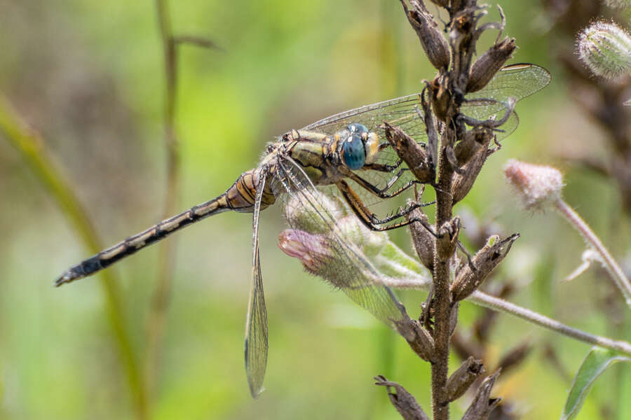 Image of Long Skimmer