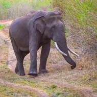 Image of Indian elephant