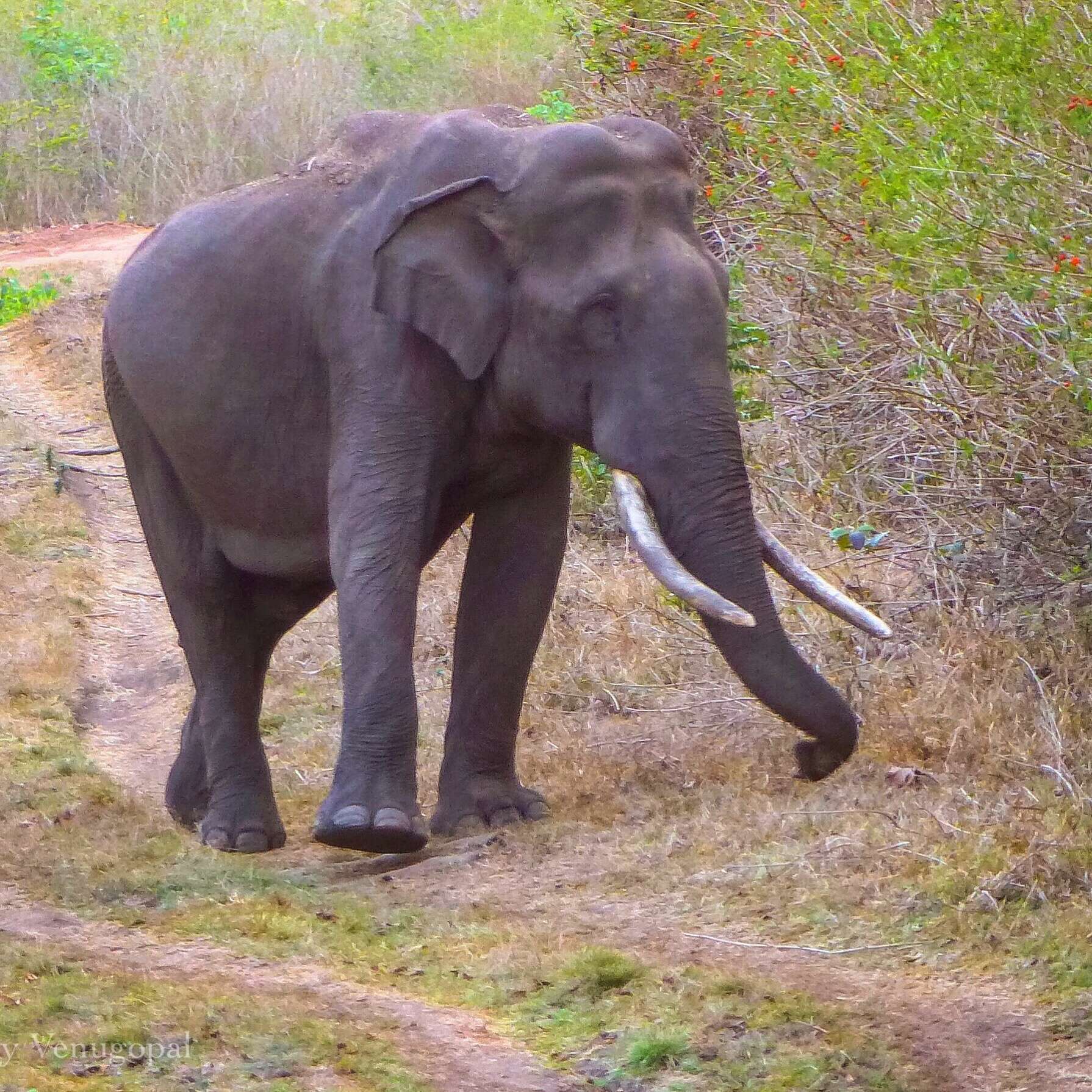 Image of Indian elephant