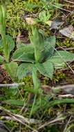 Image of Pterostylis arenicola M. A. Clem. & J. Stewart