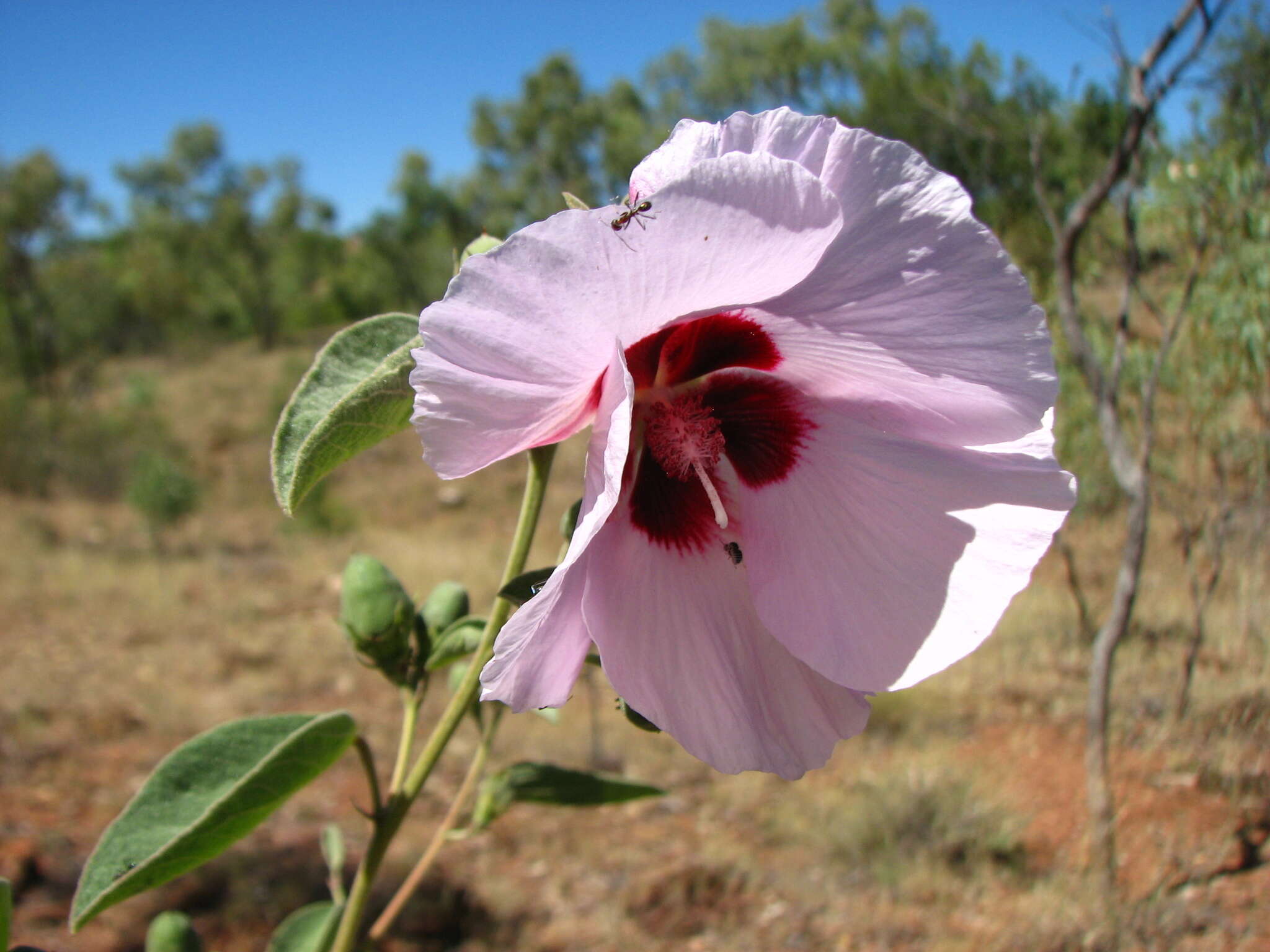 Image of Cienfuegosia australis (F. Müll.) K. Schum.