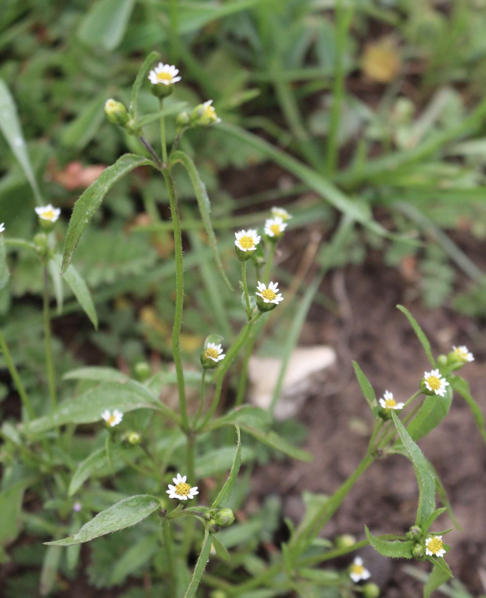 صورة Galinsoga parviflora var. semicalva A. Gray