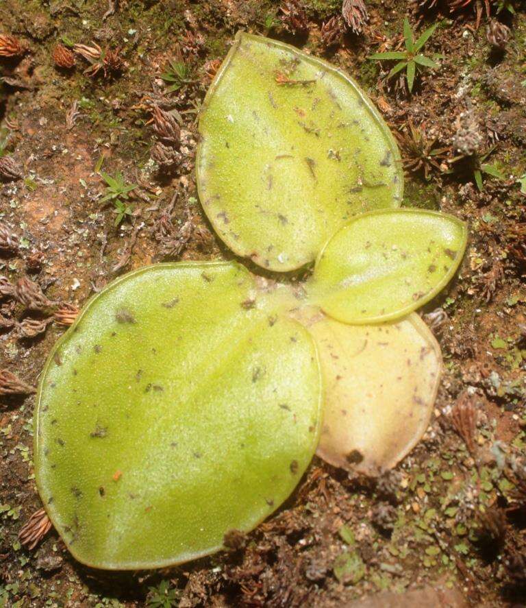 Imagem de Pinguicula macrophylla Kunth