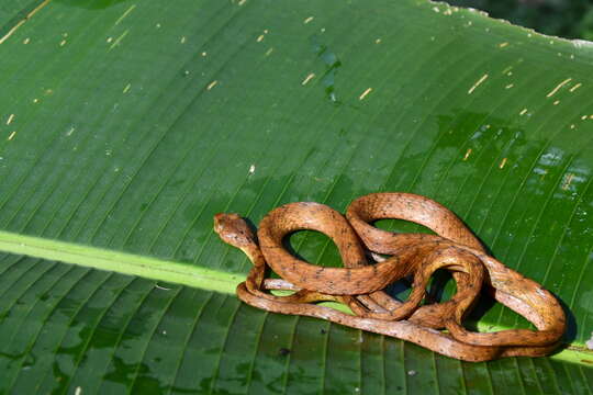 Image of Western Tree Snake