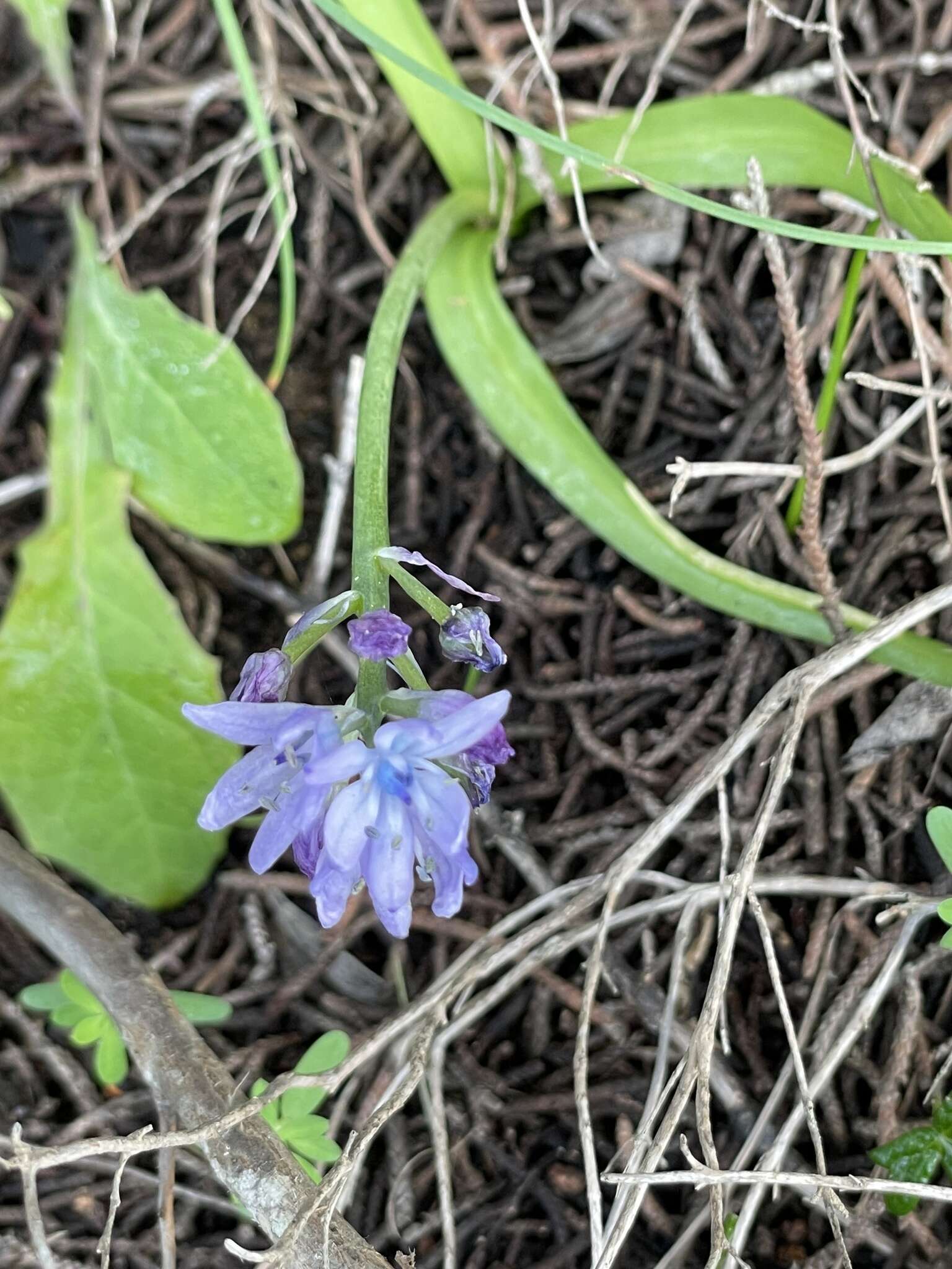 Hyacinthoides mauritanica (Schousb.) Speta resmi