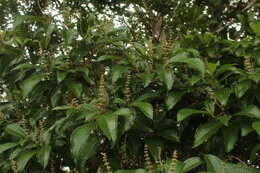 Image of Miconia multispicata Naud.