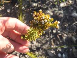 Image of Thesium carinatum A. DC.