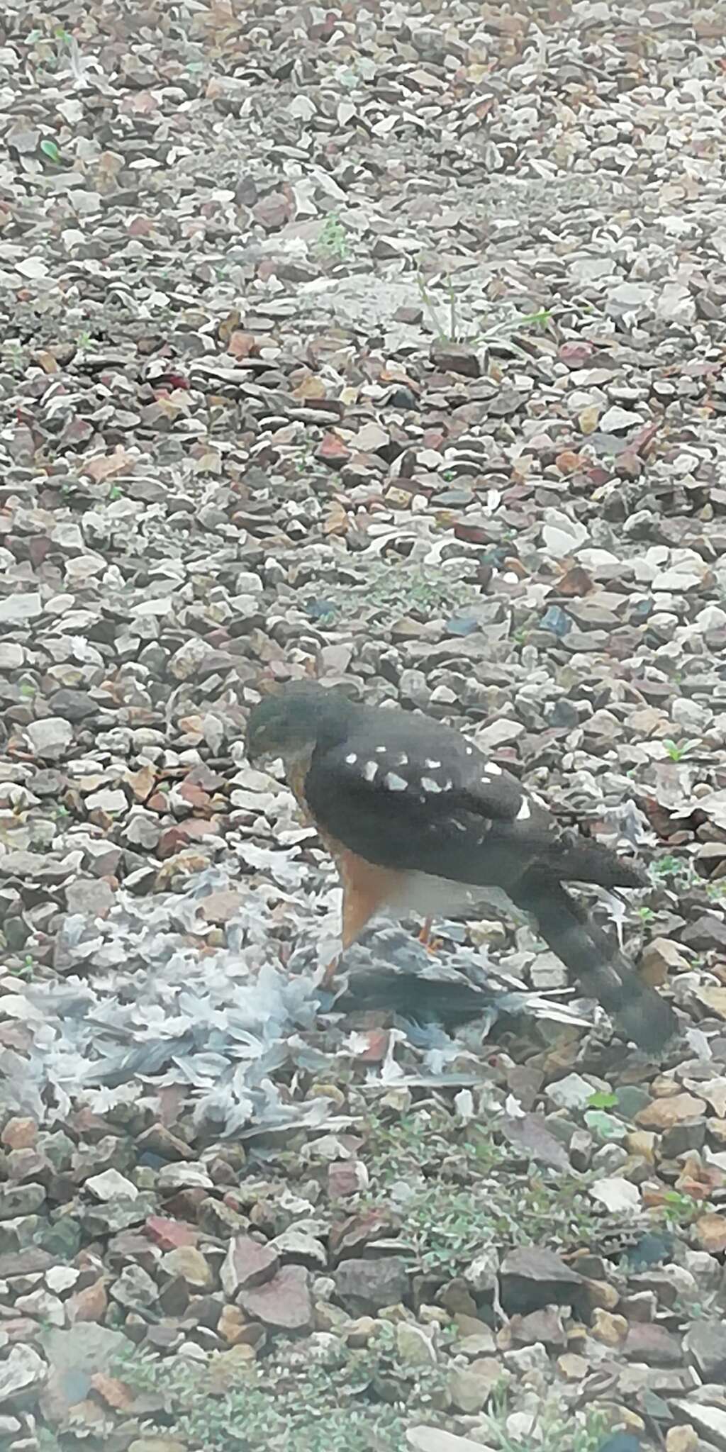 Image of Red-breasted Sparrowhawk