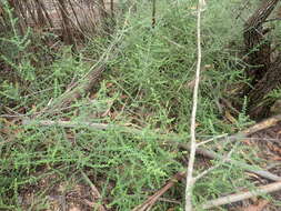 Image of Sparkling Mint-bush