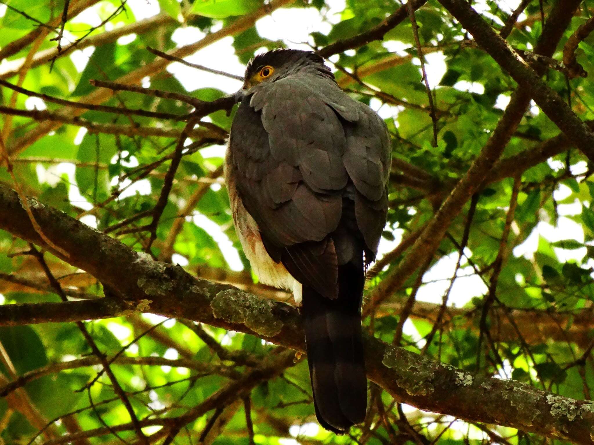 Image of Bicolored Hawk