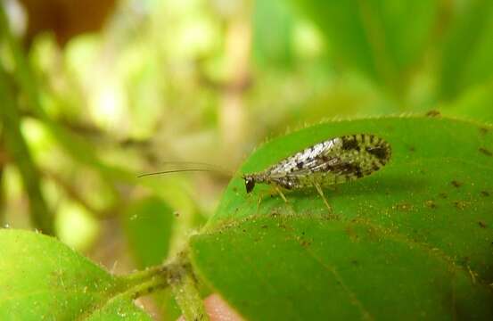 Image of Brown lacewing