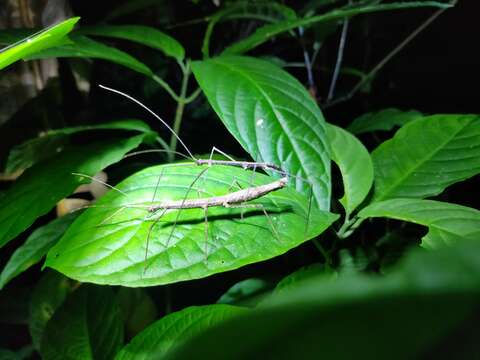 Image of Ocnophiloidea