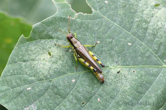 Image of Fruhstorferiola viridifemorata (Caudell 1921)