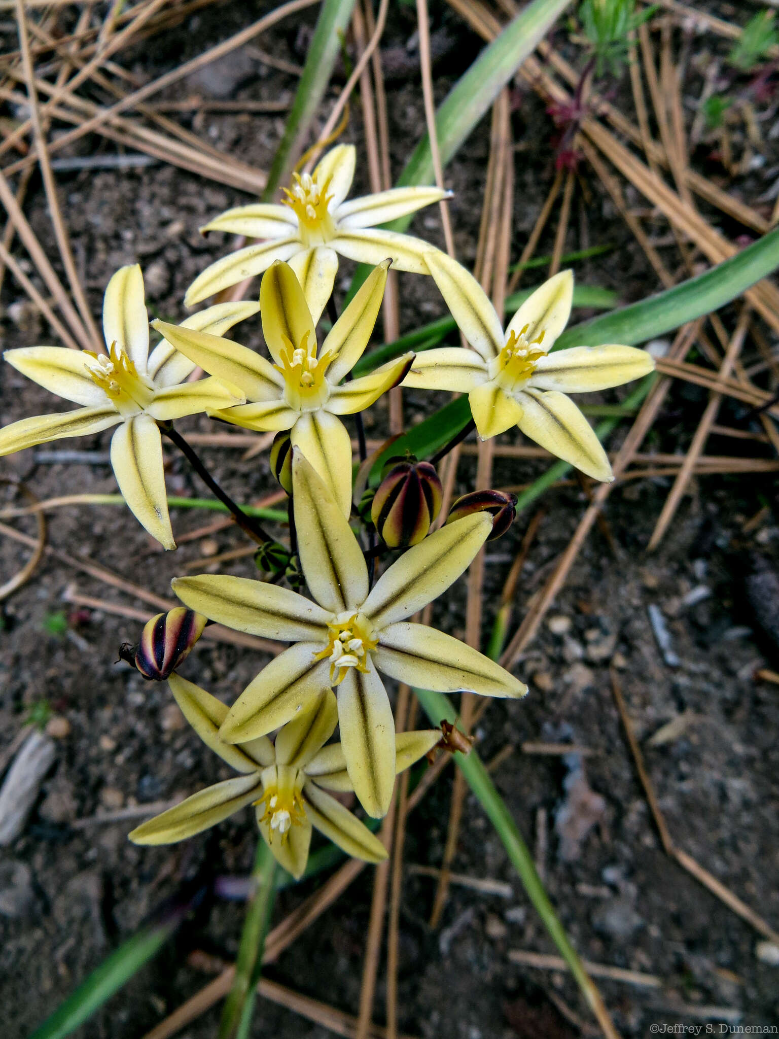 Sivun Triteleia ixioides subsp. scabra (Greene) L. W. Lenz kuva