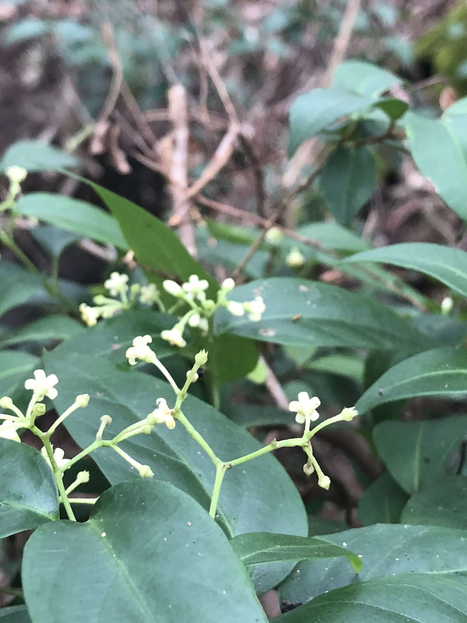 Image of Parsonsia purpurascens J. B. Williams