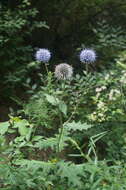 Image of Echinops pseudosetifer Kitag.