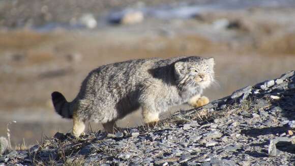 Image of Pallas’s cat