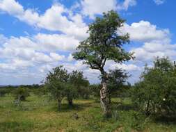 Image of marula