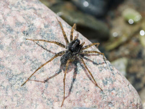 Image of Pardosa falcata Schenkel 1963