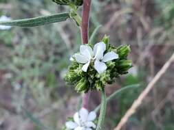 Image of soft western rosinweed