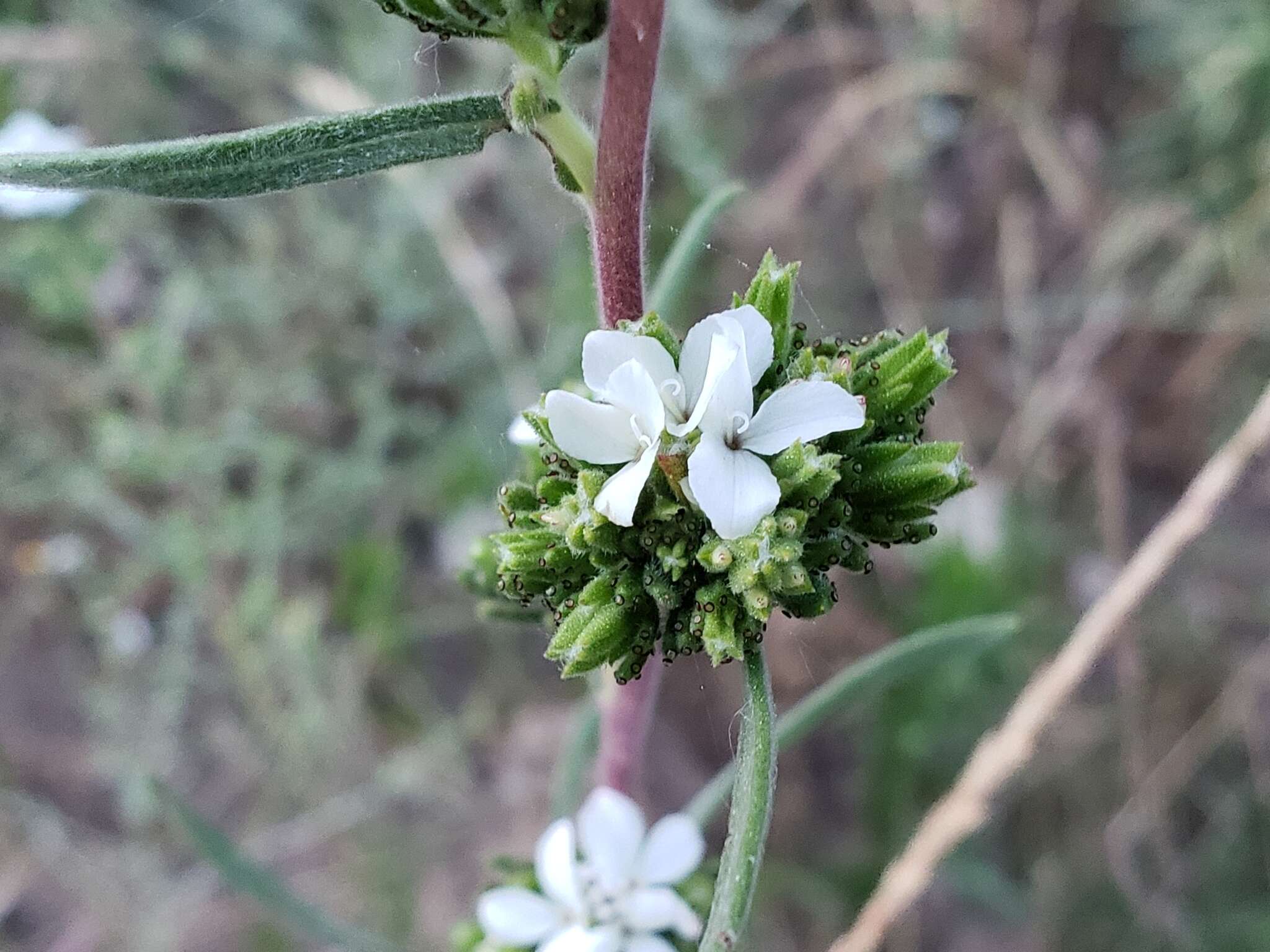 Image of soft western rosinweed