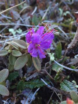 Image of Lapland rosebay