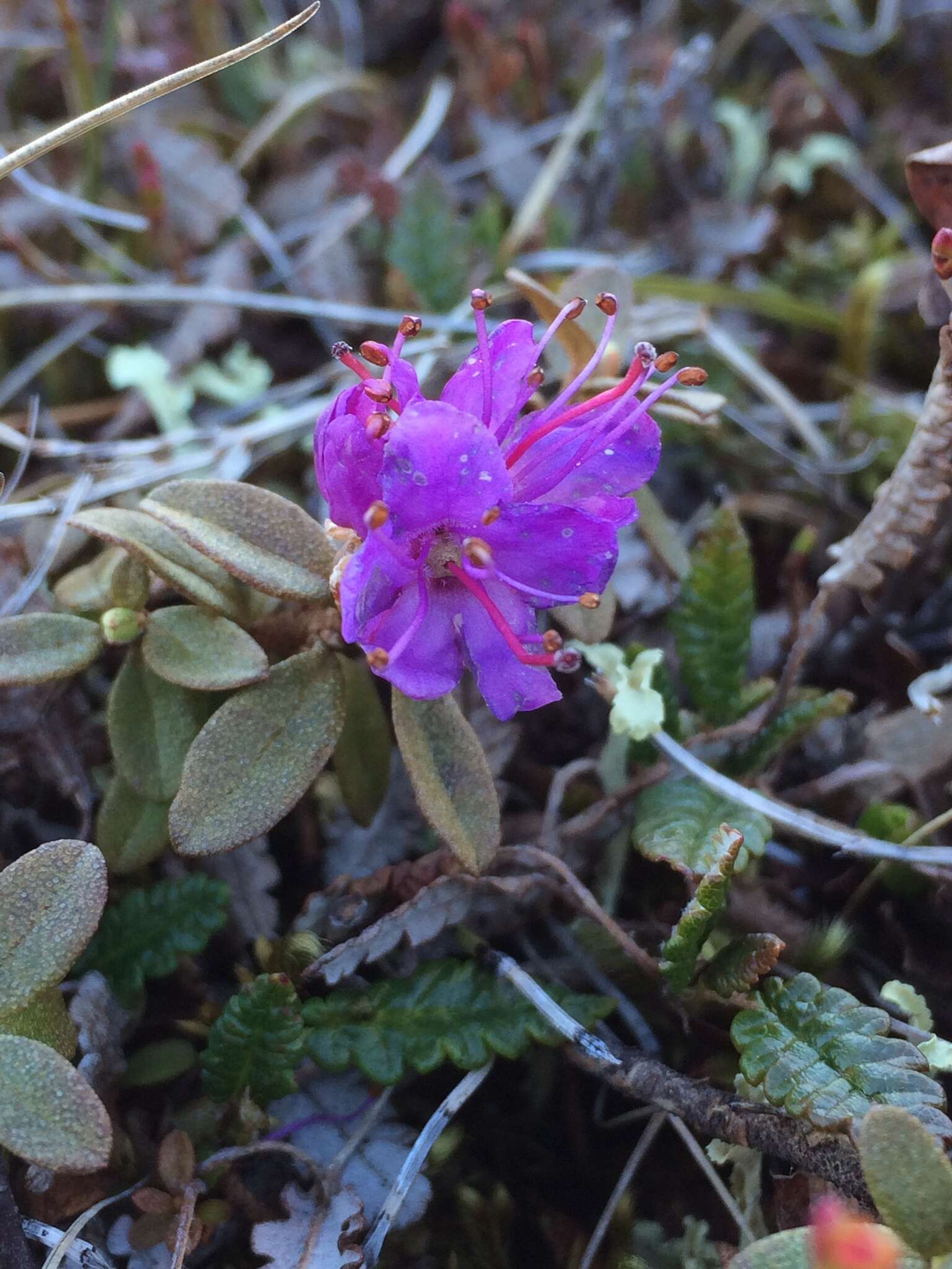 صورة Rhododendron lapponicum (L.) Wahlenb.