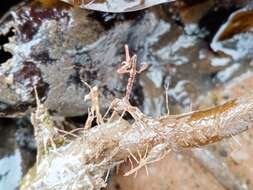 Image of Japanese skeleton shrimp