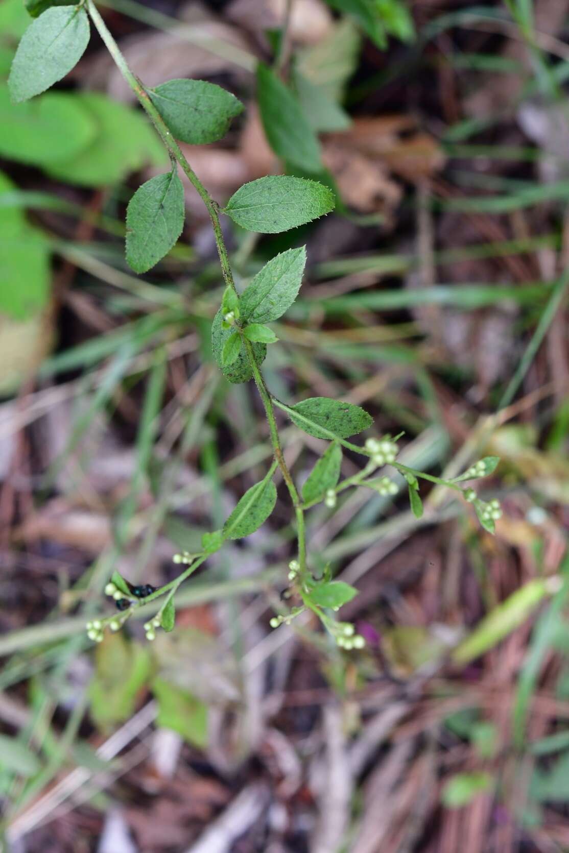 Archibaccharis serratifolia (Kunth) Blake resmi