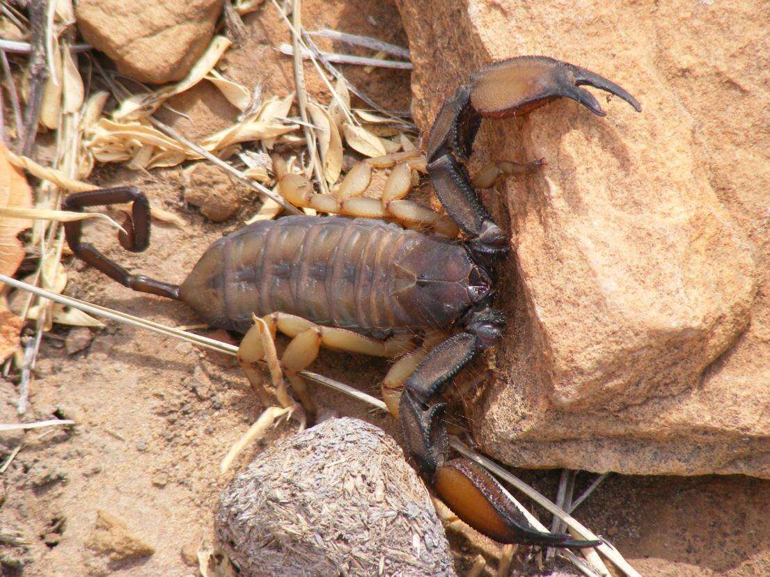 Image of Flat rock scorpion
