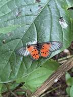 Image de Acraea iturina Grose-Smith 1890