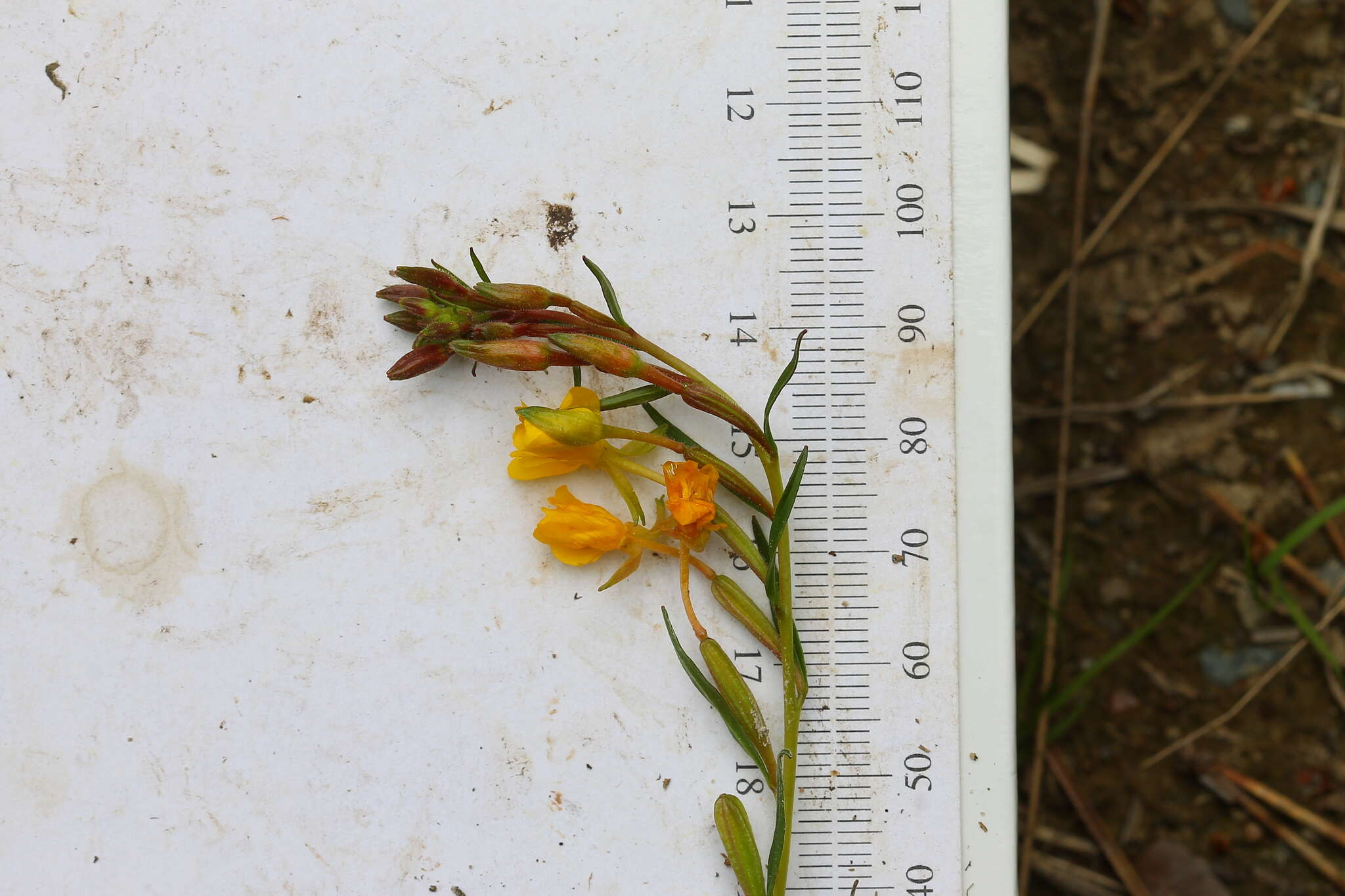 Imagem de Oenothera perennis L.