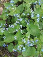 Brunnera resmi