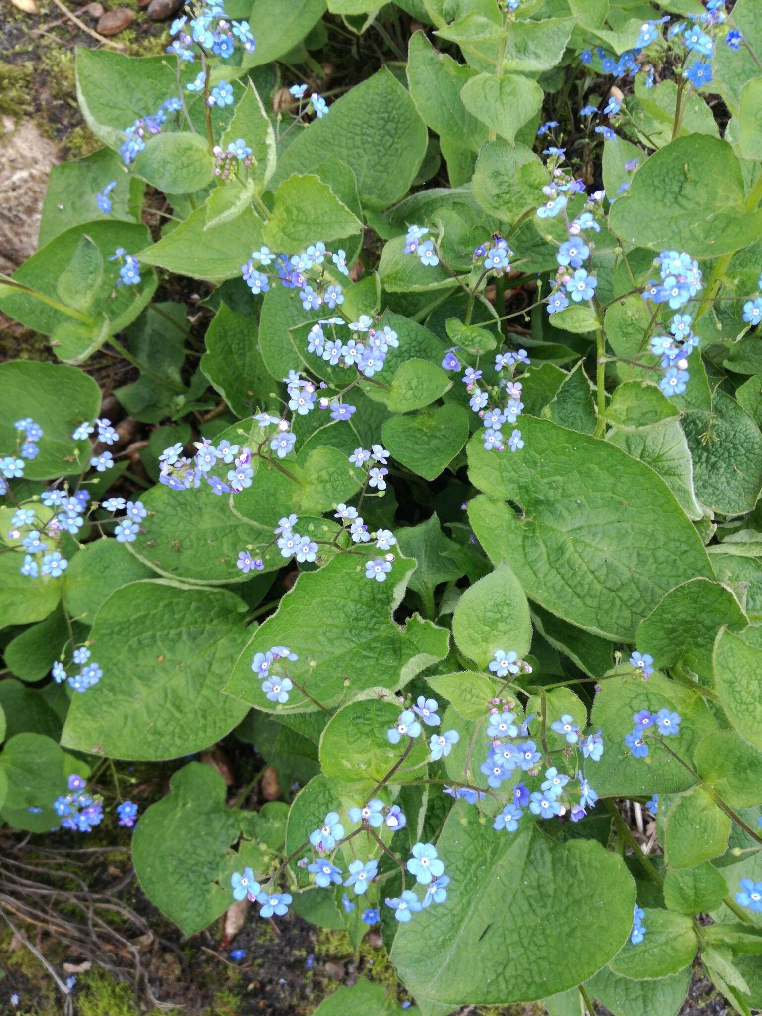 Brunnera resmi