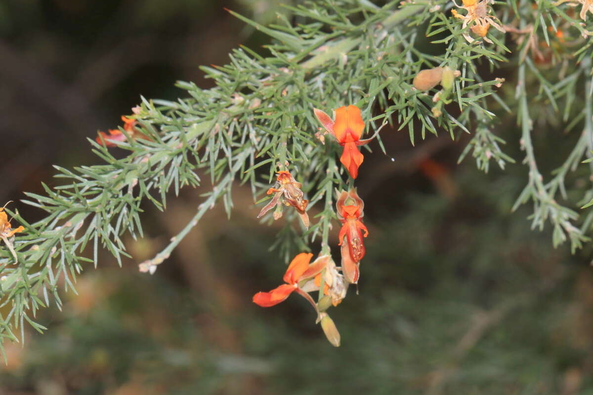 Слика од Jacksonia furcellata (Bonpl.) DC.