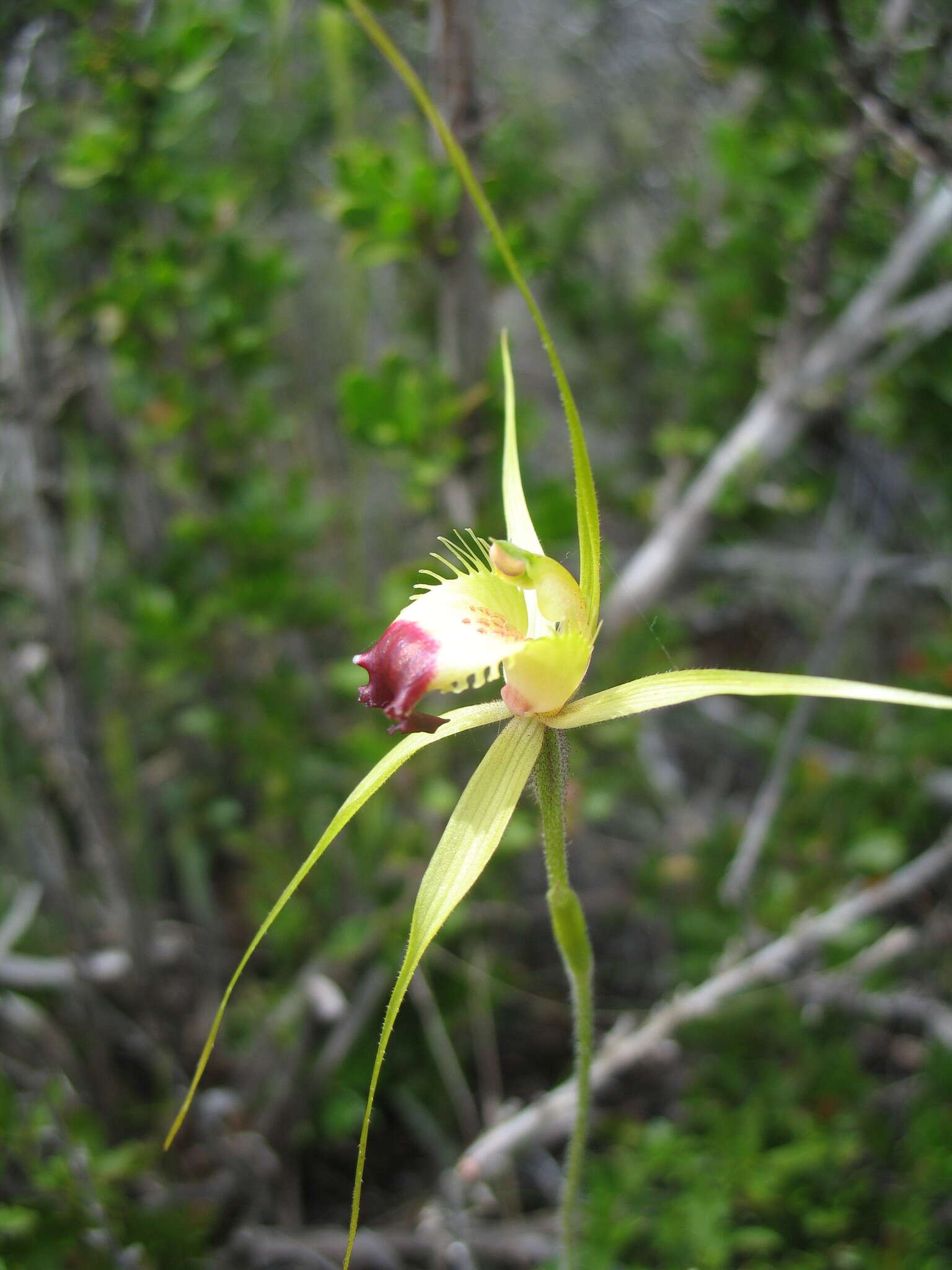 Image of Funnel-web spider orchid