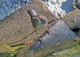 Image of Moltoni's Warbler