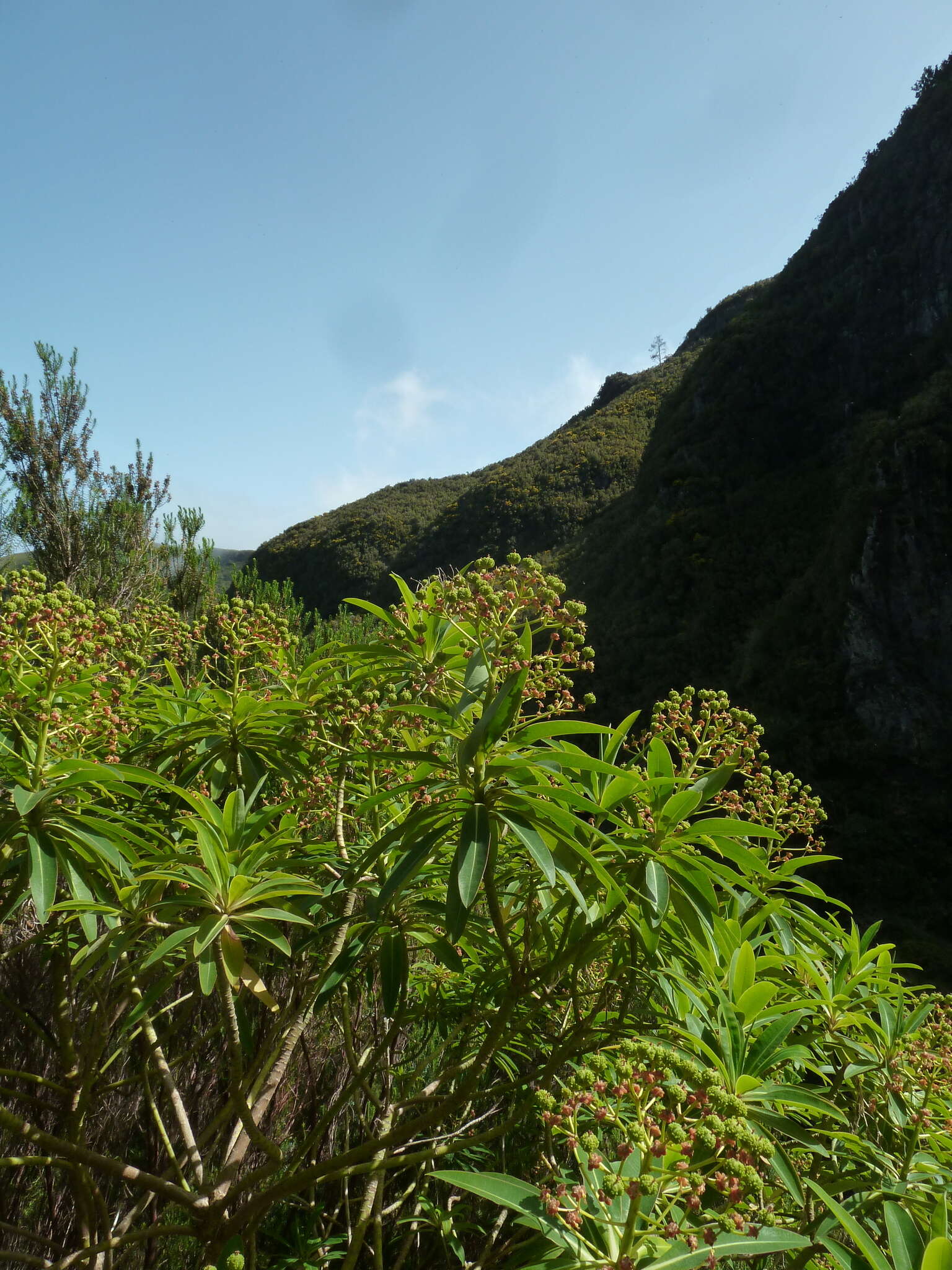 Image of Canary Spurge