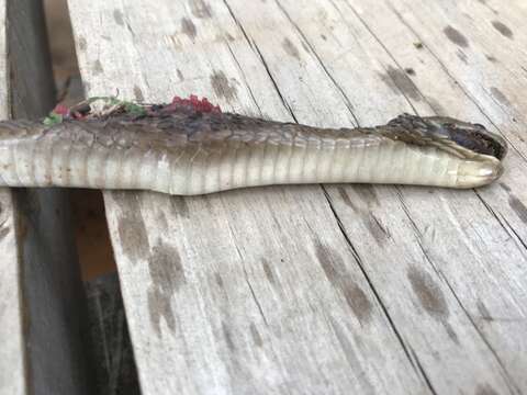 Image of African Egg-eating Snake