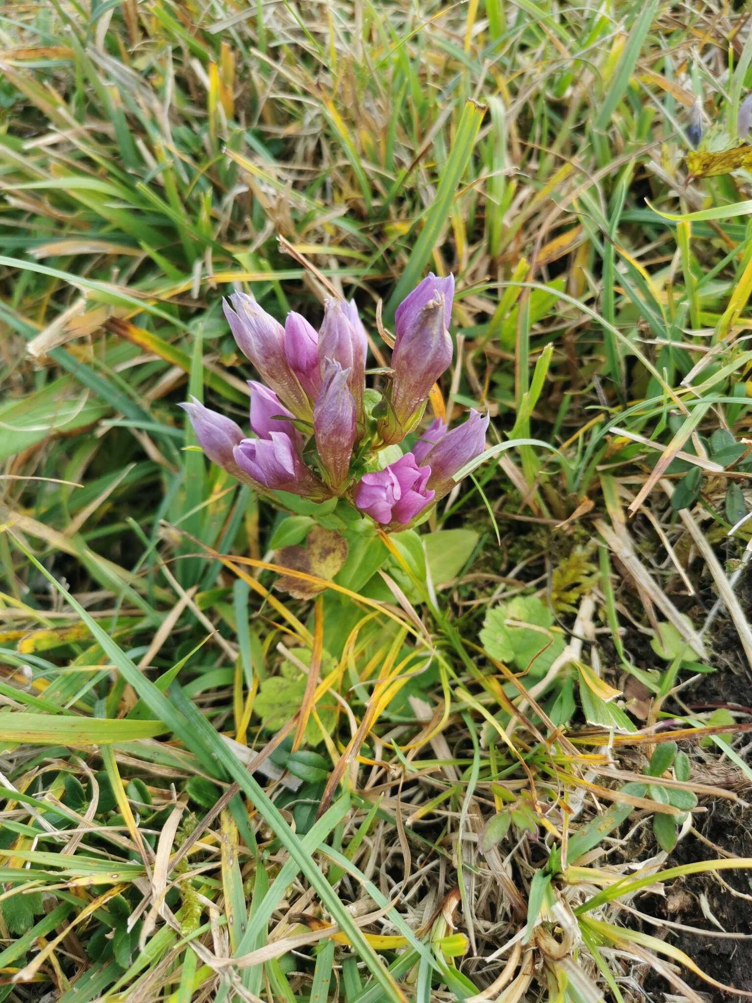 Image of Rough Gentian